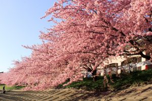 乙川、河津桜、3月の春の花、愛知県岡崎市の観光・撮影スポットの画像と写真