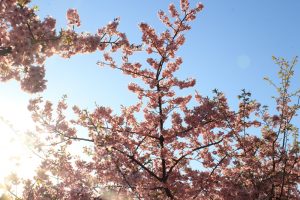 乙川、河津桜、3月の春の花、愛知県岡崎市の観光・撮影スポットの画像と写真