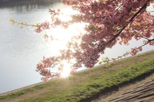 乙川、河津桜、3月の春の花、愛知県岡崎市の観光・撮影スポットの画像と写真