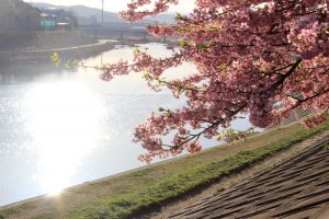 乙川、河津桜、3月の春の花、愛知県岡崎市の観光・撮影スポットの画像と写真