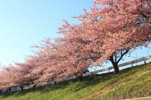 乙川、河津桜、3月の春の花、愛知県岡崎市の観光・撮影スポットの画像と写真