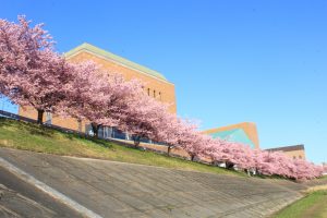 乙川、河津桜、3月の春の花、愛知県岡崎市の観光・撮影スポットの画像と写真