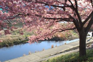 乙川、河津桜、3月の春の花、愛知県岡崎市の観光・撮影スポットの画像と写真