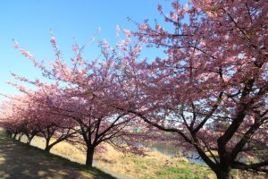 乙川、河津桜、3月の春の花、愛知県岡崎市の観光・撮影スポットの画像と写真