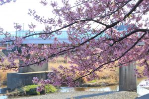 乙川、河津桜、3月の春の花、愛知県岡崎市の観光・撮影スポットの画像と写真