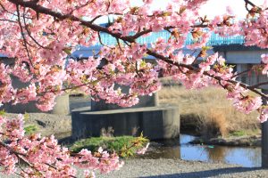 乙川、河津桜、3月の春の花、愛知県岡崎市の観光・撮影スポットの画像と写真