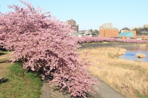 乙川、河津桜、3月の春の花、愛知県岡崎市の観光・撮影スポットの画像と写真