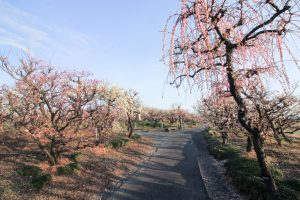 安八百梅園、梅まつり、2月春の花、岐阜県安八郡の観光・撮影スポットの画像と写真
