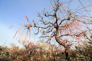安八百梅園、梅まつり、2月春の花、岐阜県安八郡の観光・撮影スポットの画像と写真