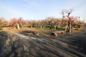 安八百梅園、梅まつり、2月春の花、岐阜県安八郡の観光・撮影スポットの画像と写真