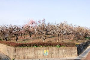安八百梅園、梅まつり、2月春の花、岐阜県安八郡の観光・撮影スポットの画像と写真