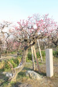 安八百梅園、梅まつり、2月春の花、岐阜県安八郡の観光・撮影スポットの画像と写真