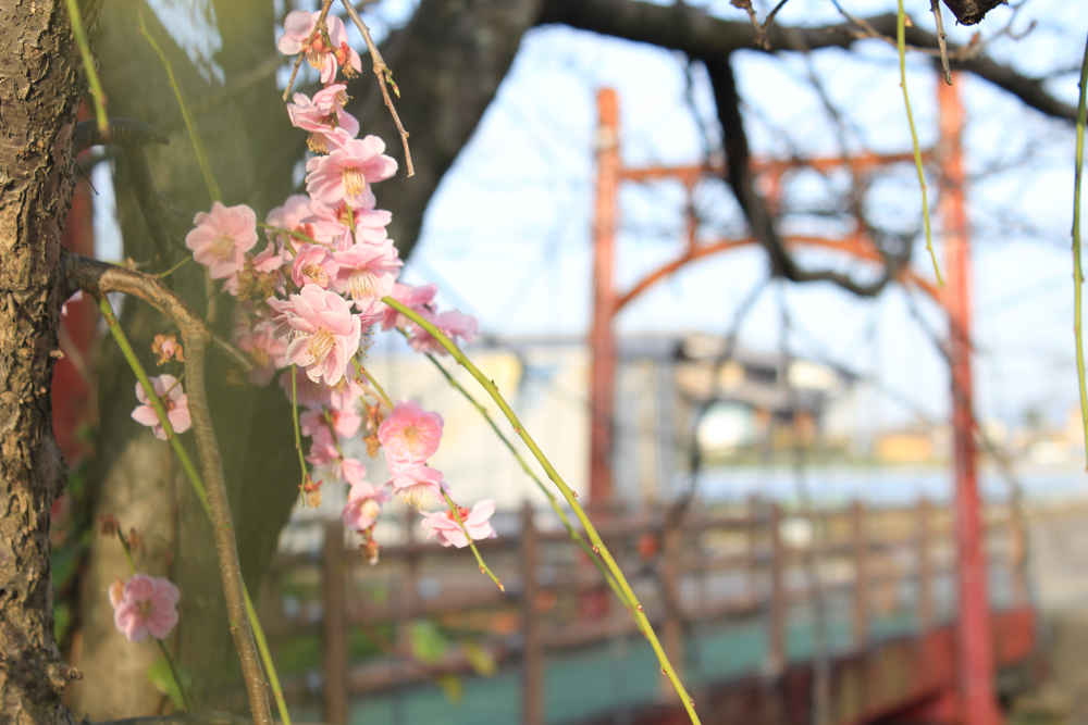 安八百梅園、梅まつり、2月春の花、岐阜県安八郡の観光・撮影スポットの画像と写真