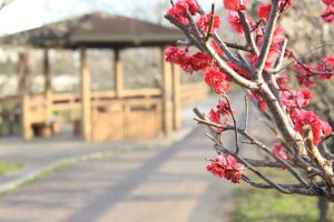 安八百梅園、梅まつり、2月春の花、岐阜県安八郡の観光・撮影スポットの画像と写真