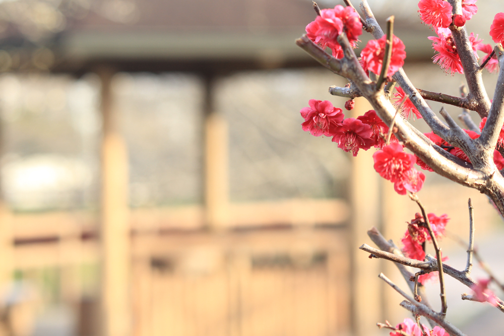 安八百梅園、梅まつり、2月春の花、岐阜県安八郡の観光・撮影スポットの画像と写真