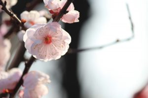 安八百梅園、梅まつり、2月春の花、岐阜県安八郡の観光・撮影スポットの画像と写真