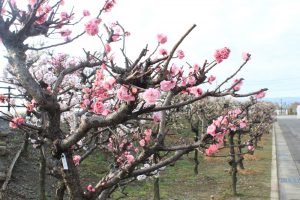 安八百梅園、梅まつり、2月春の花、岐阜県安八郡の観光・撮影スポットの画像と写真