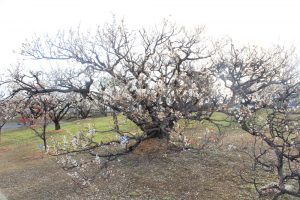 安八百梅園、梅まつり、2月春の花、岐阜県安八郡の観光・撮影スポットの画像と写真安八百梅園、梅まつり、2月春の花、岐阜県安八郡の観光・撮影スポットの画像と写真