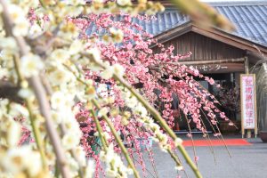 安八百梅園、梅まつり、2月春の花、岐阜県安八郡の観光・撮影スポットの画像と写真