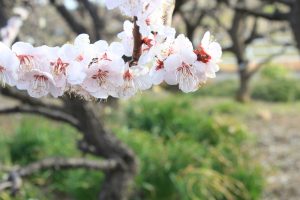 安八百梅園、梅まつり、2月春の花、岐阜県安八郡の観光・撮影スポットの画像と写真
