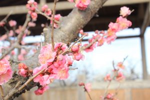 安八百梅園、梅まつり、2月春の花、岐阜県安八郡の観光・撮影スポットの画像と写真