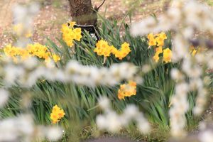 安八百梅園、梅まつり、2月春の花、岐阜県安八郡の観光・安八百梅園、梅まつり、2月春の花、岐阜県安八郡の観光・撮影スポットの画像と写真