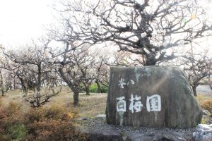 安八百梅園、梅まつり、2月春の花、岐阜県安八郡の観光・撮影スポットの画像と写真