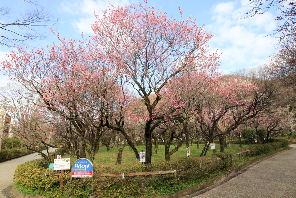 岐阜梅林公園、２月の春の花、岐阜県岐阜市の観光・撮影スポットの名所