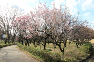 岐阜梅林公園、２月の春の花、岐阜県岐阜市の観光・撮影スポットの名所