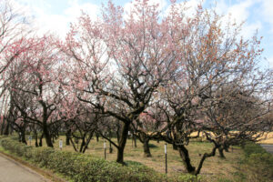 岐阜梅林公園、２月の春の花、岐阜県岐阜市の観光・撮影スポットの名所