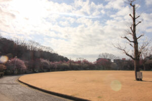 岐阜梅林公園、２月の春の花、岐阜県岐阜市の観光・撮影スポットの名所
