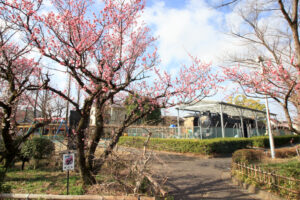岐阜梅林公園、２月の春の花、岐阜県岐阜市の観光・撮影スポットの名所