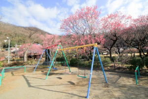 岐阜梅林公園、２月の春の花、岐阜県岐阜市の観光・撮影スポットの名所
