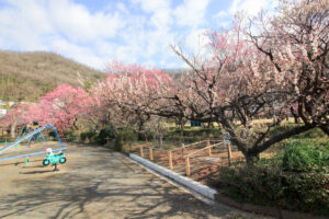 岐阜梅林公園、２月の春の花、岐阜県岐阜市の観光・撮影スポットの名所