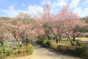 岐阜梅林公園、２月の春の花、岐阜県岐阜市の観光・撮影スポットの名所