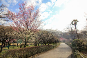 岐阜梅林公園、２月の春の花、岐阜県岐阜市の観光・撮影スポットの名所