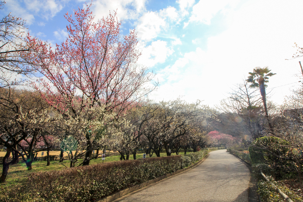 岐阜梅林公園、２月の春の花、岐阜県岐阜市の観光・撮影スポットの名所