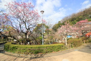 岐阜梅林公園、２月の春の花、岐阜県岐阜市の観光・撮影スポットの名所