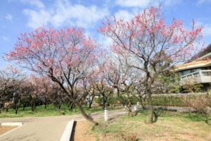 岐阜梅林公園、２月の春の花、岐阜県岐阜市の観光・撮影スポットの名所