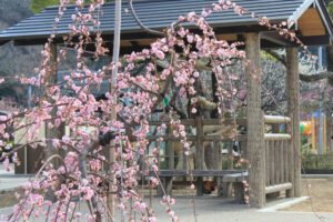 岐阜梅林公園、２月の春の花、岐阜県岐阜市の観光・撮影スポットの名所