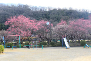 岐阜梅林公園、２月の春の花、岐阜県岐阜市の観光・撮影スポットの名所