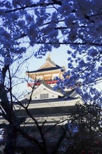 清州城、桜、3月の春の花、愛知県清須市の観光・撮影スポットの画像と写真