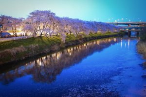 清州城、桜、3月の春の花、愛知県清須市の観光・撮影スポットの画像と写真
