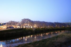 清州城、桜、3月の春の花、愛知県清須市の観光・撮影スポットの画像と写真