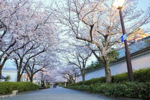 清州城、桜、3月の春の花、愛知県清須市の観光・撮影スポットの画像と写真