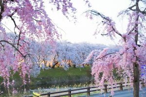 清州城、桜、3月の春の花、愛知県清須市の観光・撮影スポットの画像と写真