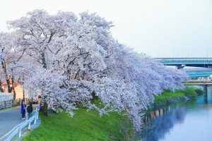 清州城、桜、3月の春の花、愛知県清須市の観光・撮影スポットの画像と写真