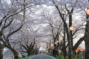 清州城、桜、3月の春の花、愛知県清須市の観光・撮影スポットの画像と写真