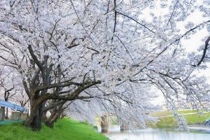 清州城、桜、3月の春の花、愛知県清須市の観光・撮影スポットの画像と写真