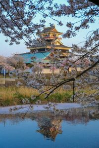 清州城、桜、3月の春の花、愛知県清須市の観光・撮影スポットの画像と写真